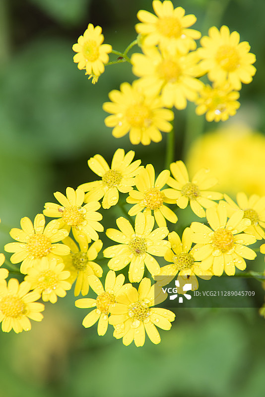 蒲儿根花朵花瓣图片素材
