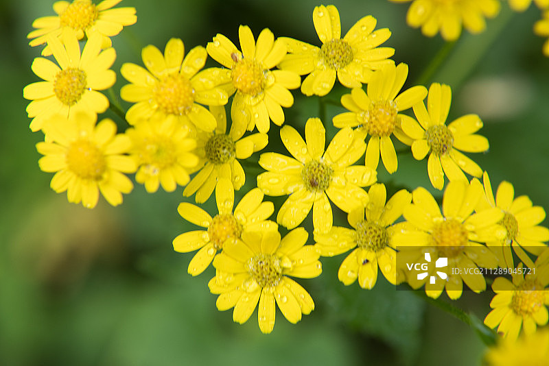 蒲儿根花朵花瓣图片素材