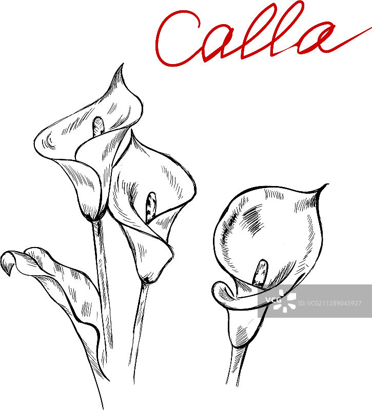 马蹄莲花设计元素图片素材