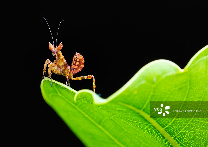 眼斑螳螂图片素材