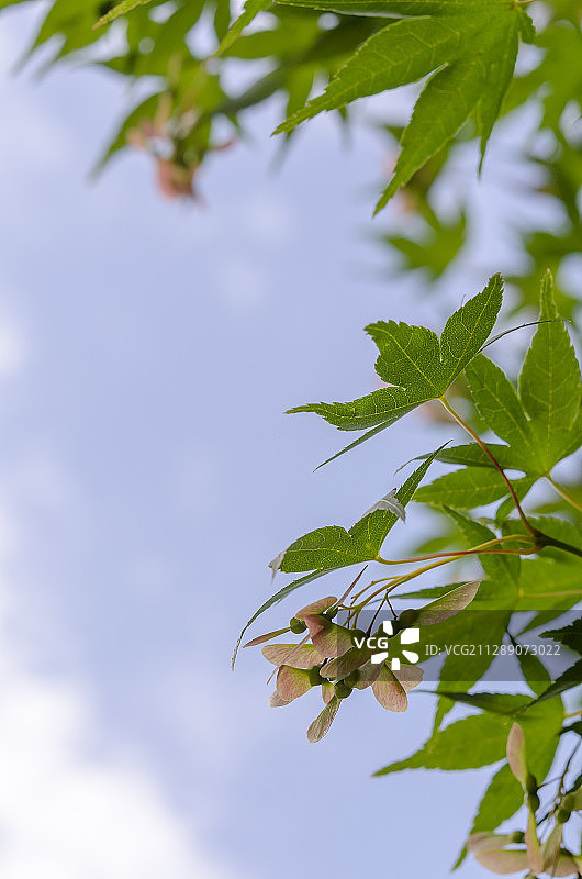 绿色槭树叶片间的对称翅膀形状的槭树种子翅果图片素材