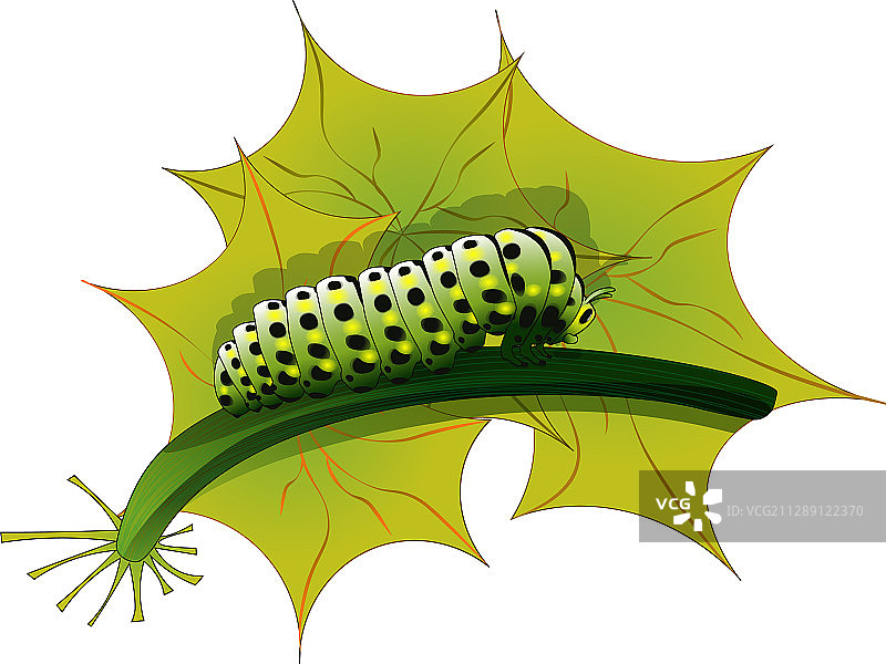 毛毛虫在植物茎上爬行图片素材