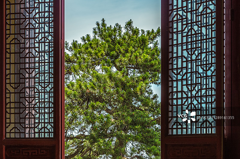 门外的松树图片素材