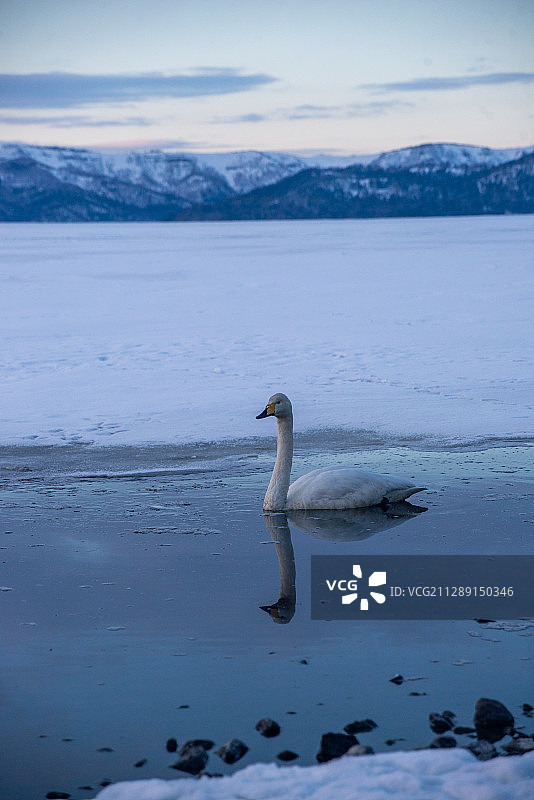 一只动物图片素材