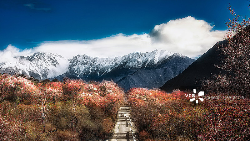 波密桃花沟图片素材