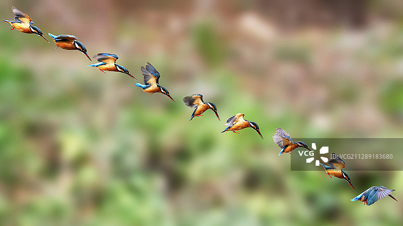 【俯冲】图片素材