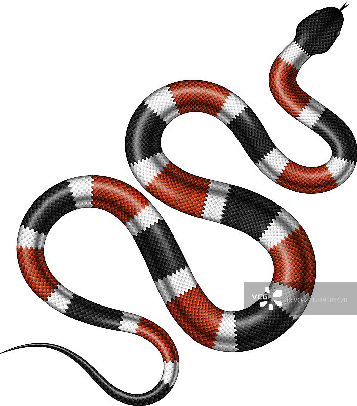 珊瑚蛇图片素材