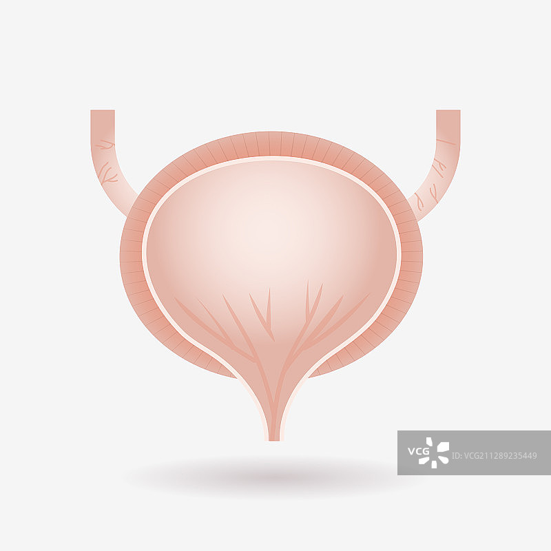 人体内部器官膀胱解剖图图片素材