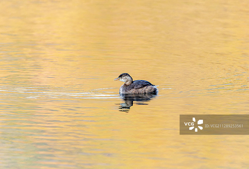 在湖面戏水的小图片素材