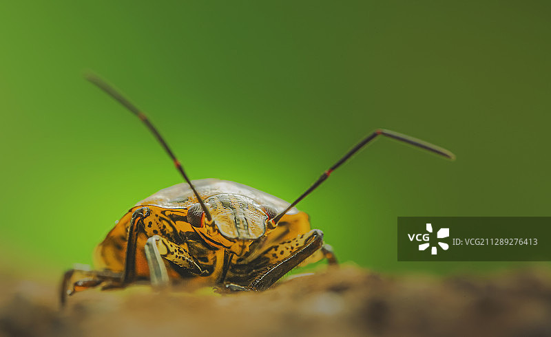 蝽幼虫图片素材