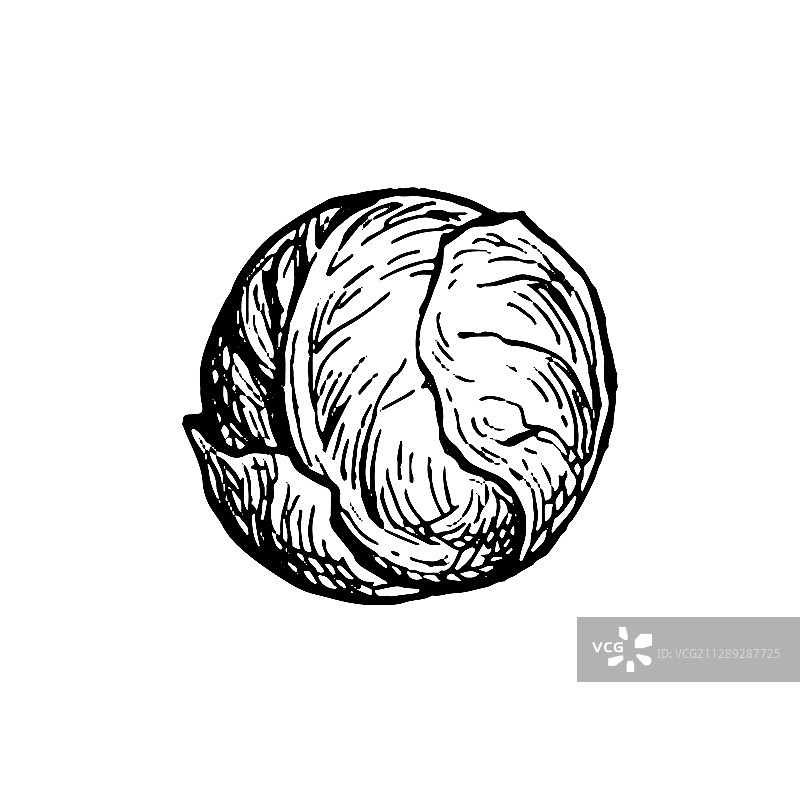 墨水风手绘球芽甘蓝图片素材