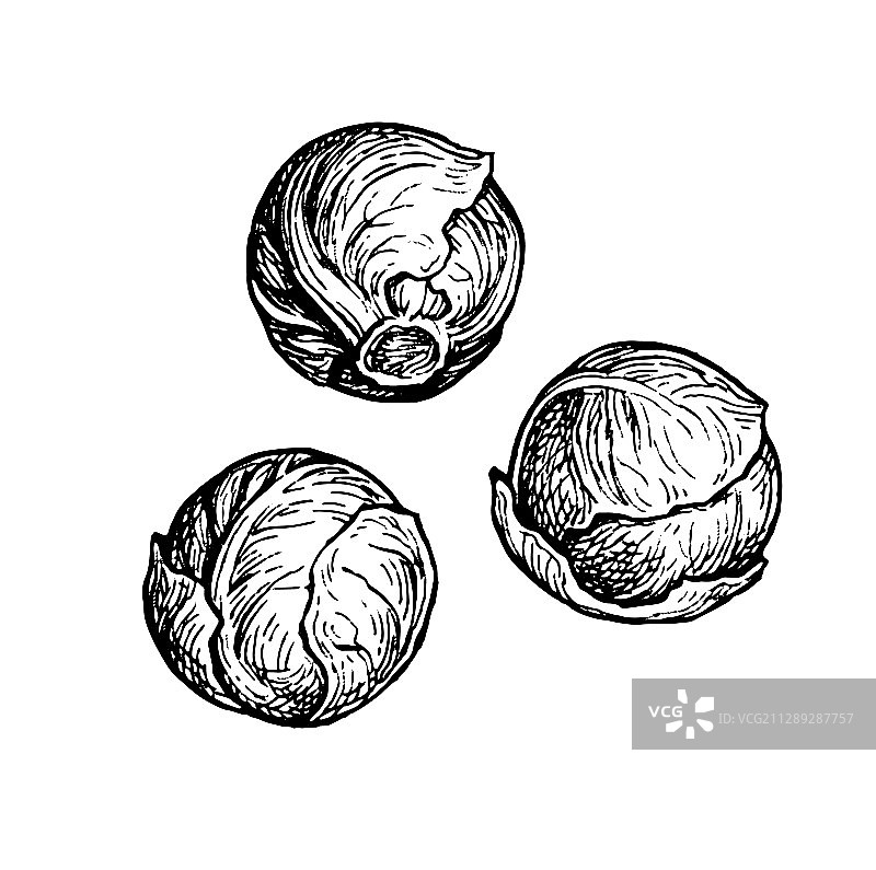 墨水风手绘球芽甘蓝图片素材