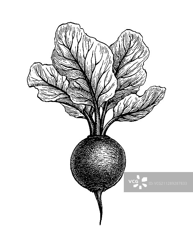 墨水素描甜菜根图片素材
