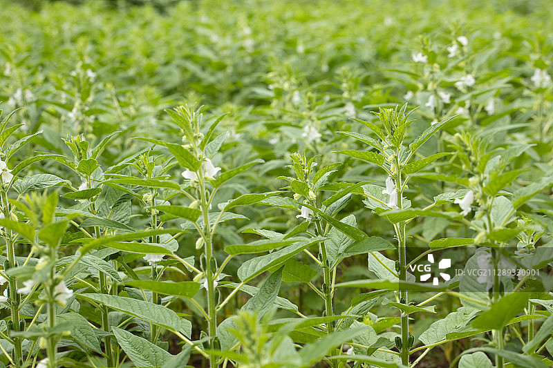 田地里成片生长的芝麻图片素材