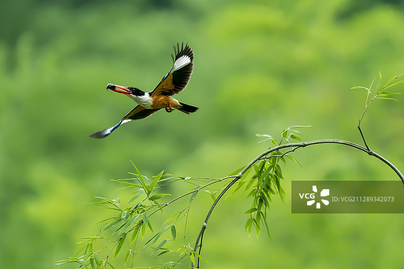 蓝翡翠喂宝宝图片素材