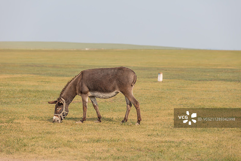 草原毛驴图片素材