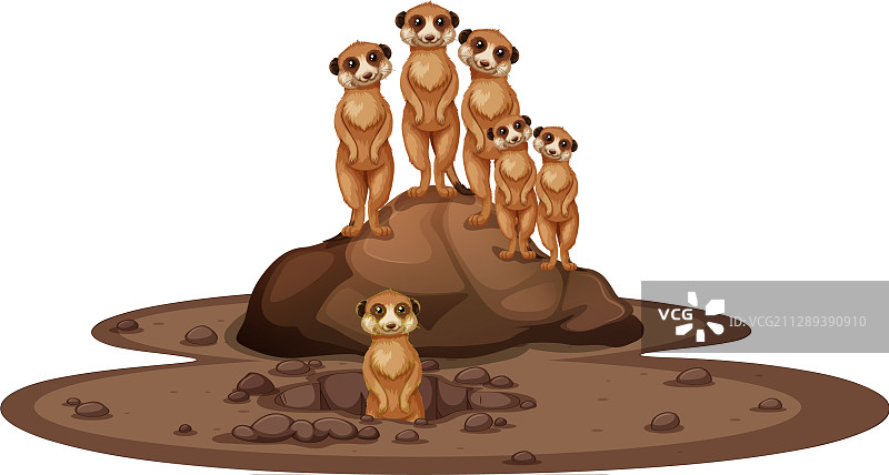 一群微笑的狐獴在岩石上图片素材