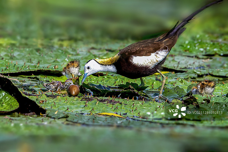 _P5I9193-水凤凰----期盼第四个孩子尽快出壳图片素材