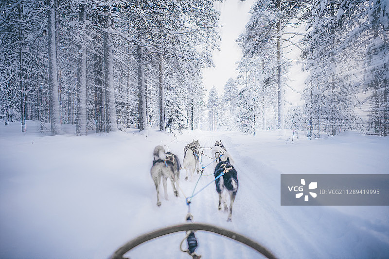 北欧芬兰雪橇犬图片素材