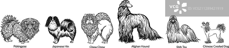 亚洲不同品种的狗合集图片素材