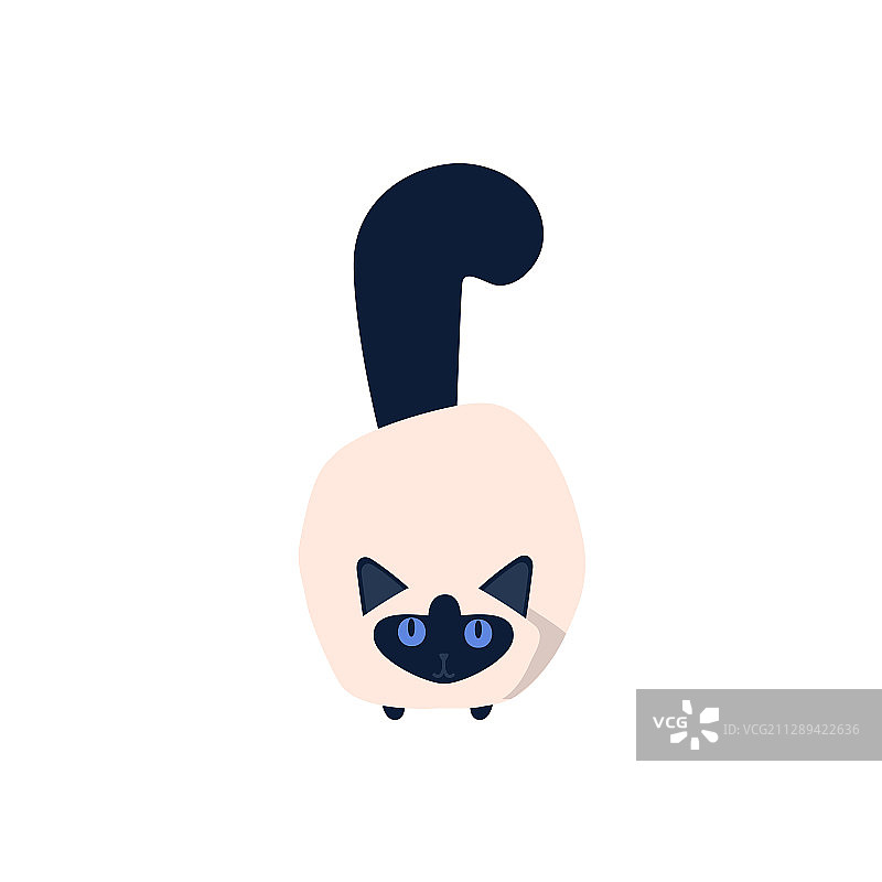 无忧无虑的缅甸猫图片素材