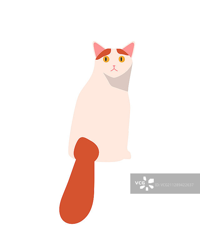 优雅的红白土耳其梵猫品种图片素材