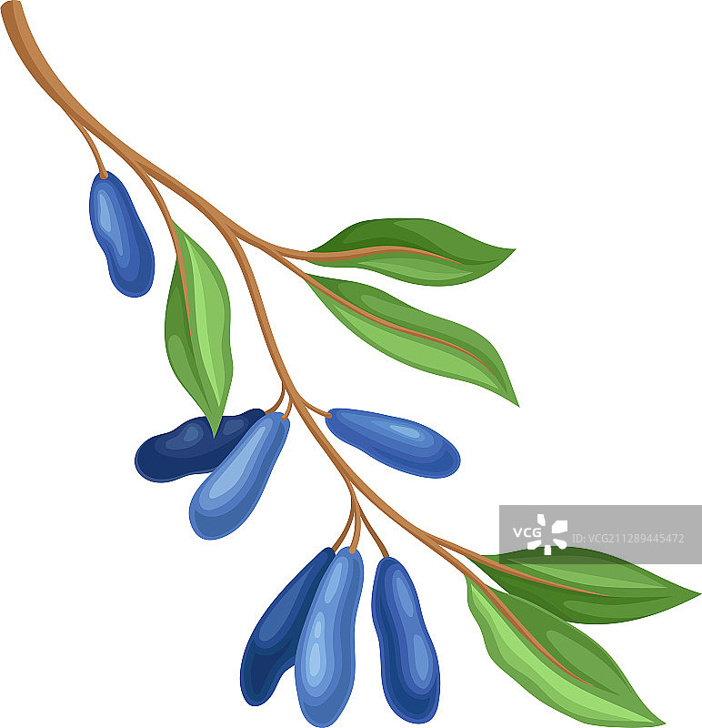 孤立的绿叶忍冬树枝图片素材