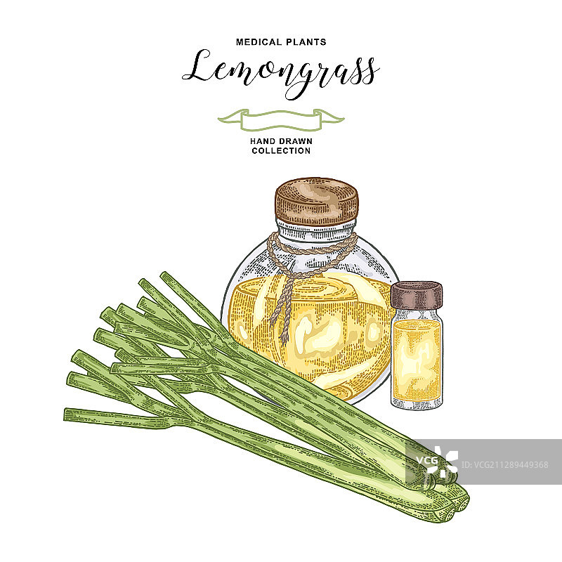 白色背景下的香茅植物图片素材