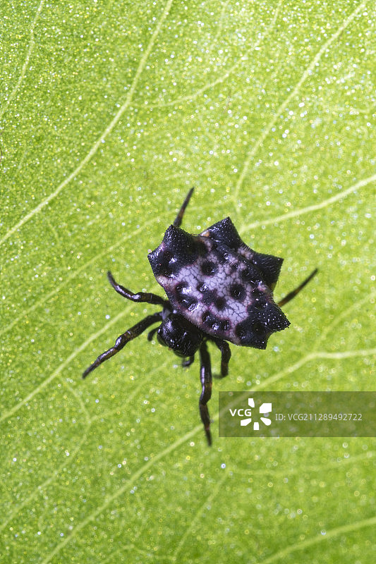 库氏棘腹蛛（学名：Gasteracantha kuhli）图片素材