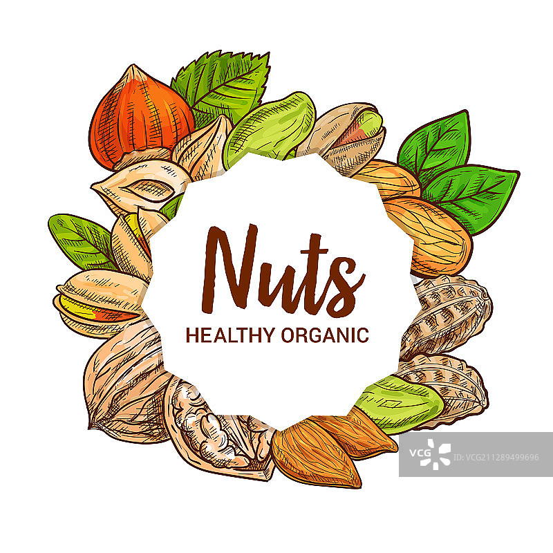杏仁、花生、核桃和开心果素描图片素材