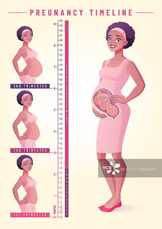 孕妇和胎儿的怀孕时间线图片素材