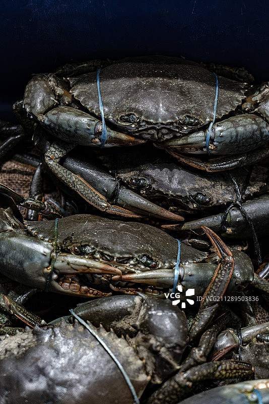 青壳蟹图片素材