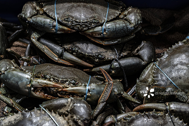 青壳蟹图片素材