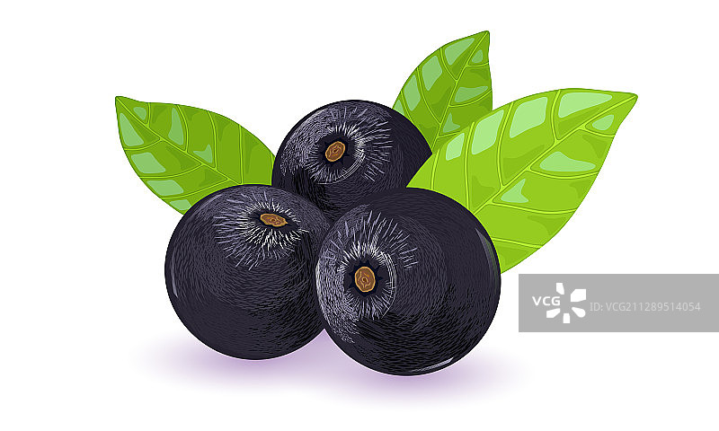 成熟的棕榈树或巴西莓与绿叶图片素材