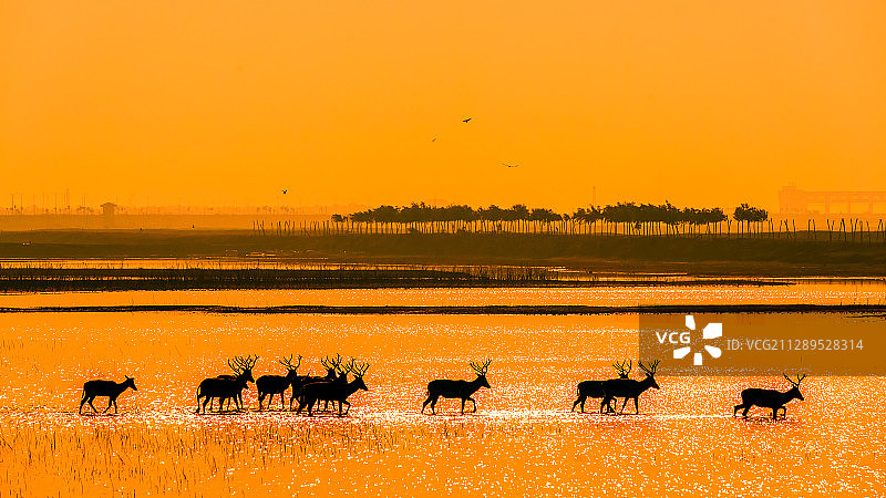 霞光微露麋鹿出图片素材
