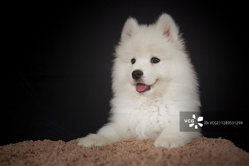 小奶汪图片素材