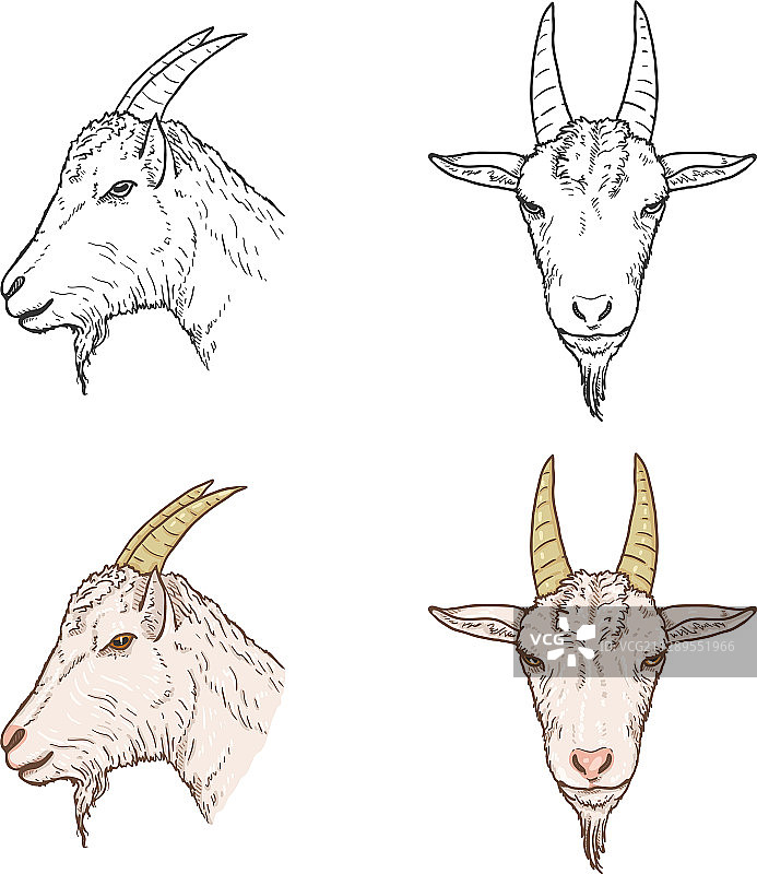 山羊头组合图片素材