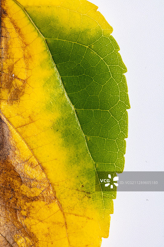 一片颜色丰富的叶子图片素材