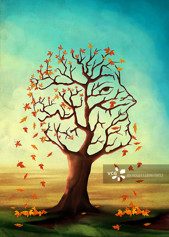 枫树落叶插画图片素材