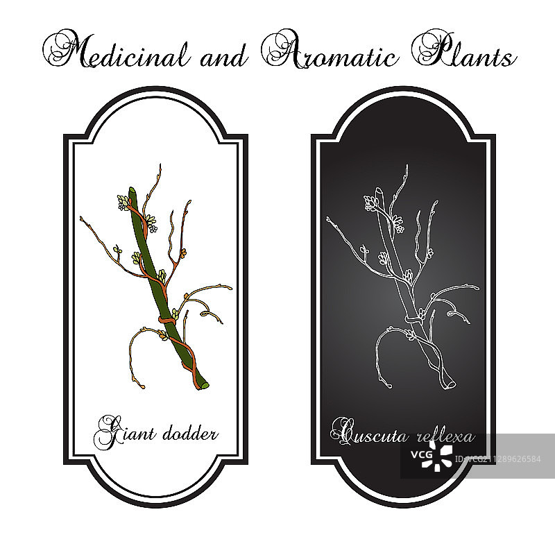 巨型菟丝子草药图片素材