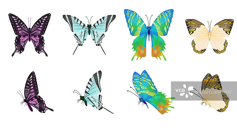 多款不同品种的蝴蝶平铺矢量素材插画图片素材
