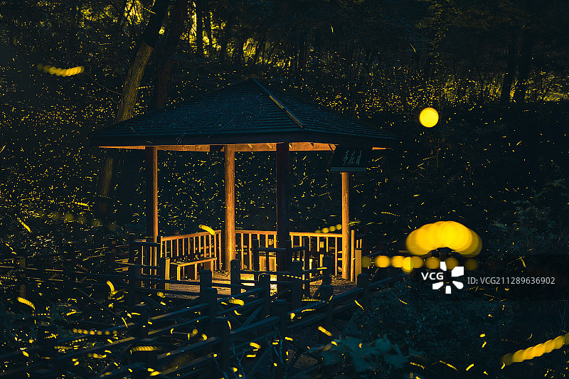 仲夏夜的萤火虫图片素材