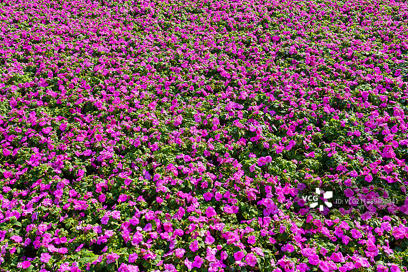 花海花丛一大片玫红梅红色粉红色的小花图片素材