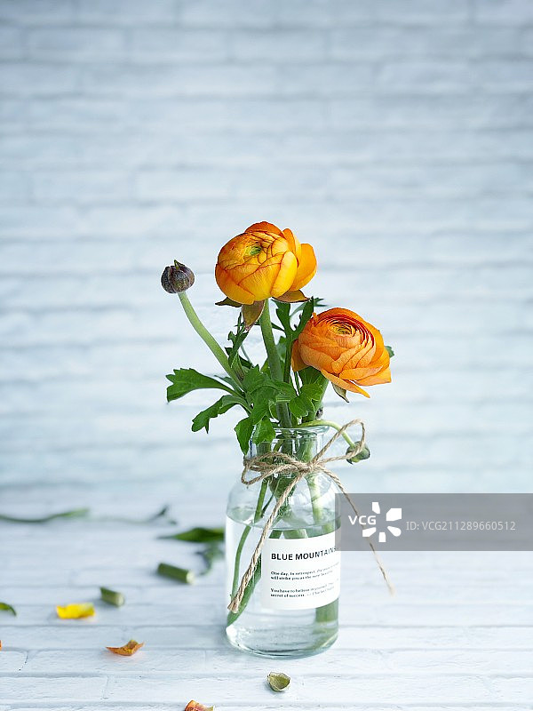 洋牡丹图片素材