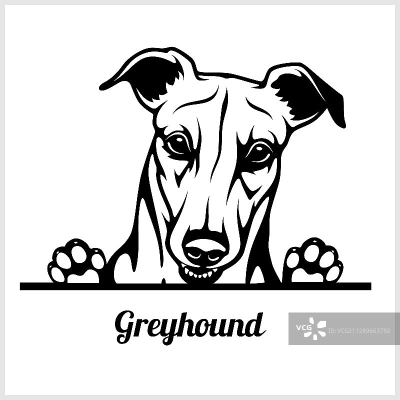 黑白灰猎犬狗头图片素材