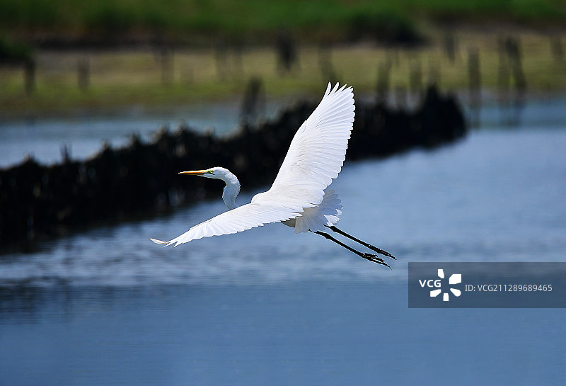 飞越蚝排的大白鹭图片素材