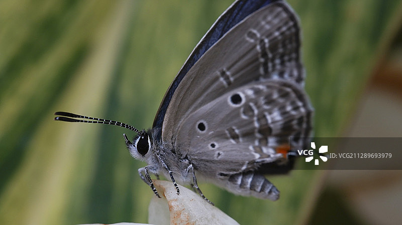 恋花的蝶儿停在花尖上，闪着明亮的眼睛，舞动头上的双触角，身上图片素材
