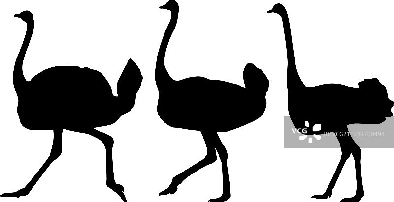 非洲鸵鸟图标集图片素材