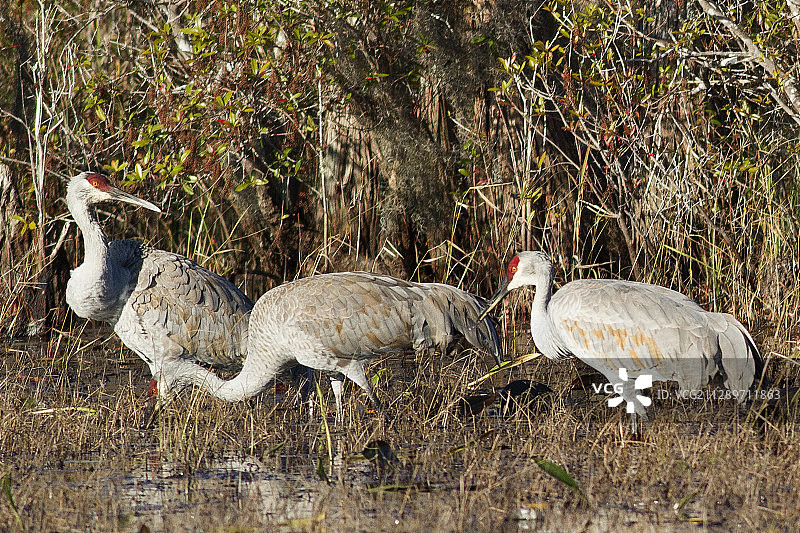 觅食的沙丘鹤图片素材