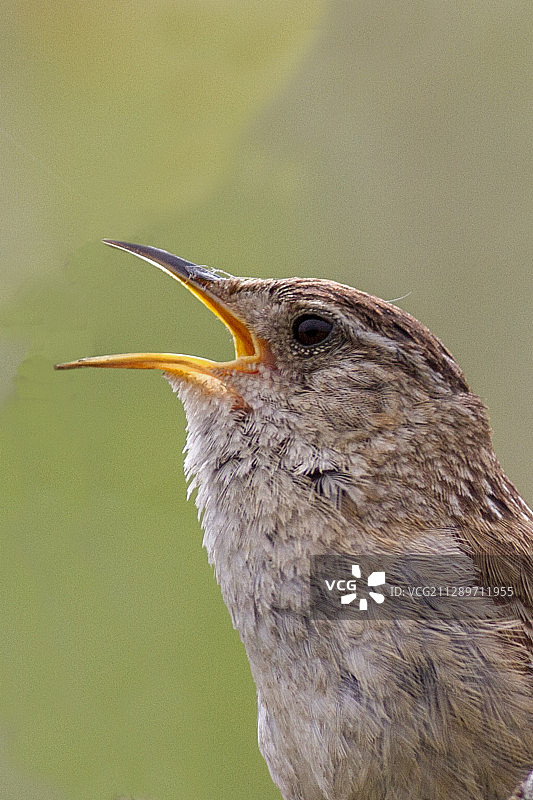 沼泽鹪鹩鸣叫特写图片素材